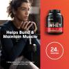 imageOptimum Nutrition New Flavor Gold Standard 100 Whey Protein Powder Cinnamon Roll 2 Pound Pack of 1 Packaging May VaryChocolate Mint